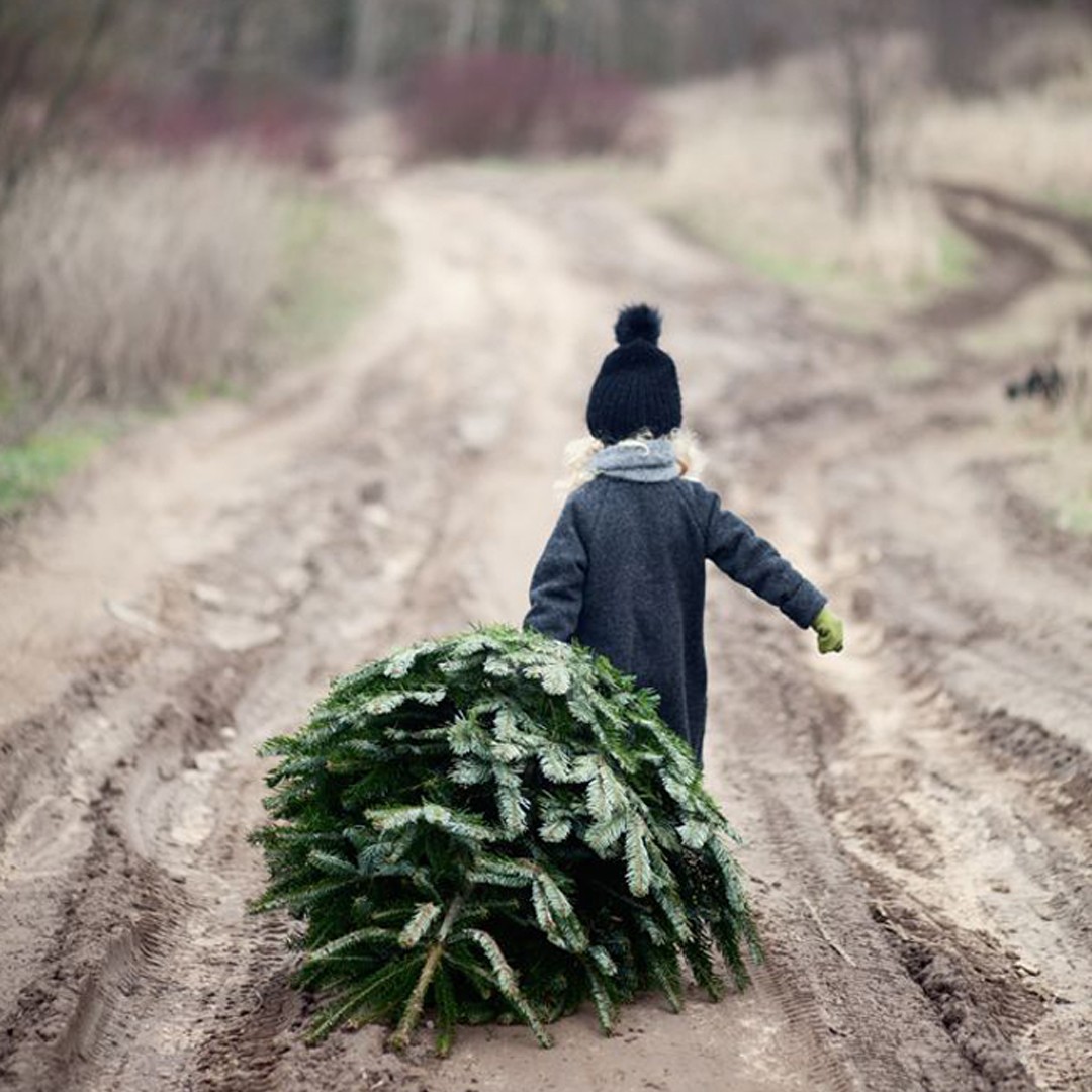 Een duurzame Kerstboom